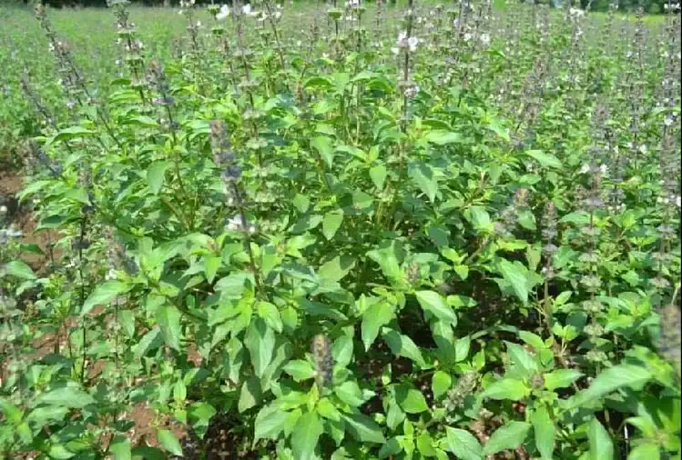 Tulsi Plant