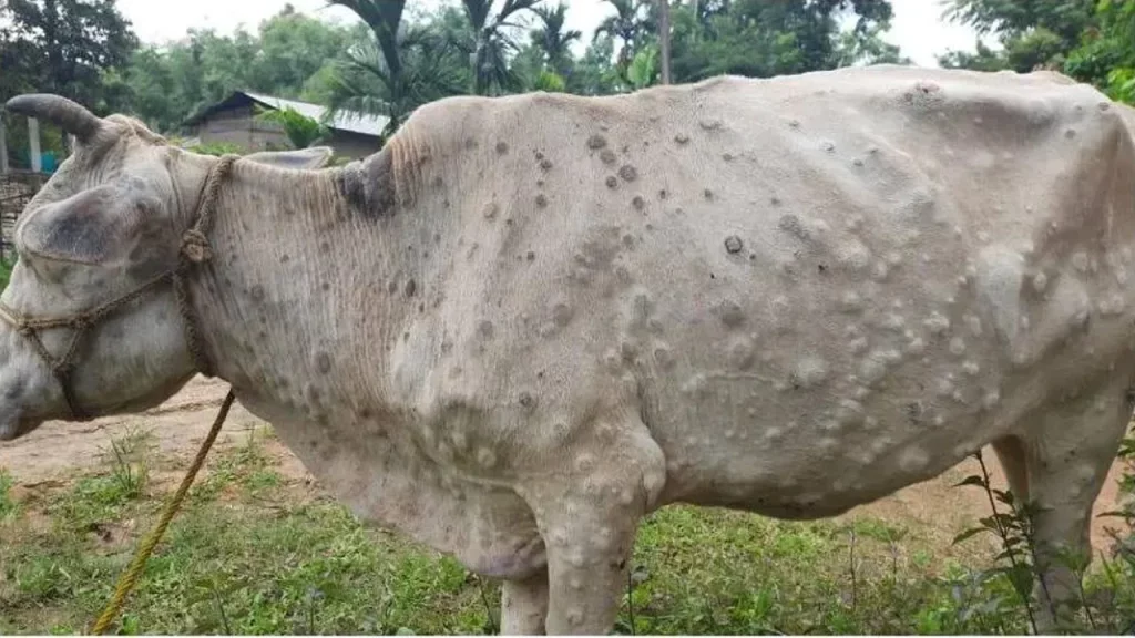 Lumpi virus spreading in cows