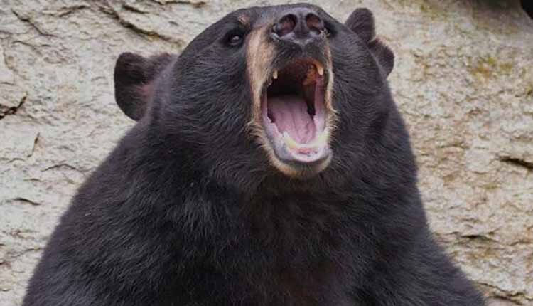 Villagers scared of bear attack