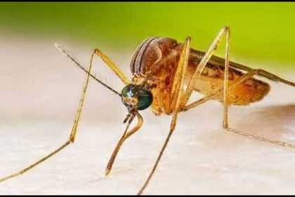 West Nile Virus