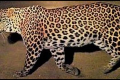 terror of leopard in Uttar Pradesh