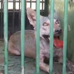 bahraich wolf terror