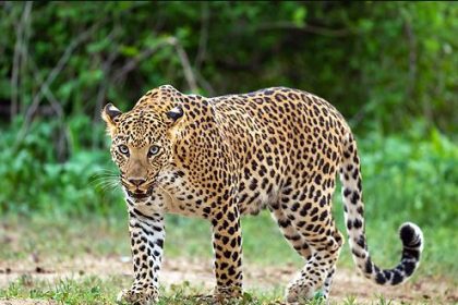 udaipur panther attack