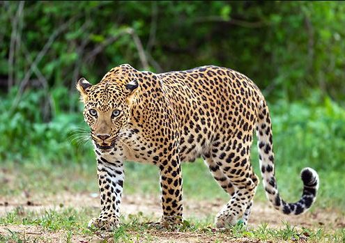 udaipur panther attack