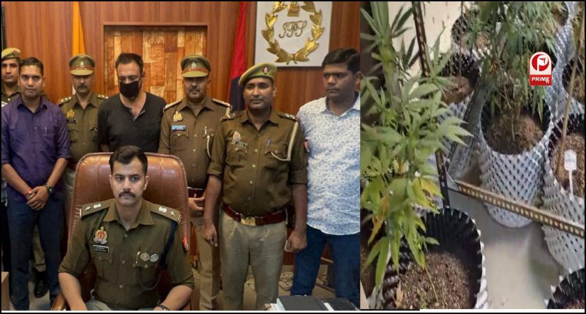 ग्रेटर नोएडा के फ्लैट में गांजे की खेती देखकर पुलिस के उड़े होश