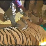 Lucknow Tiger Rescue