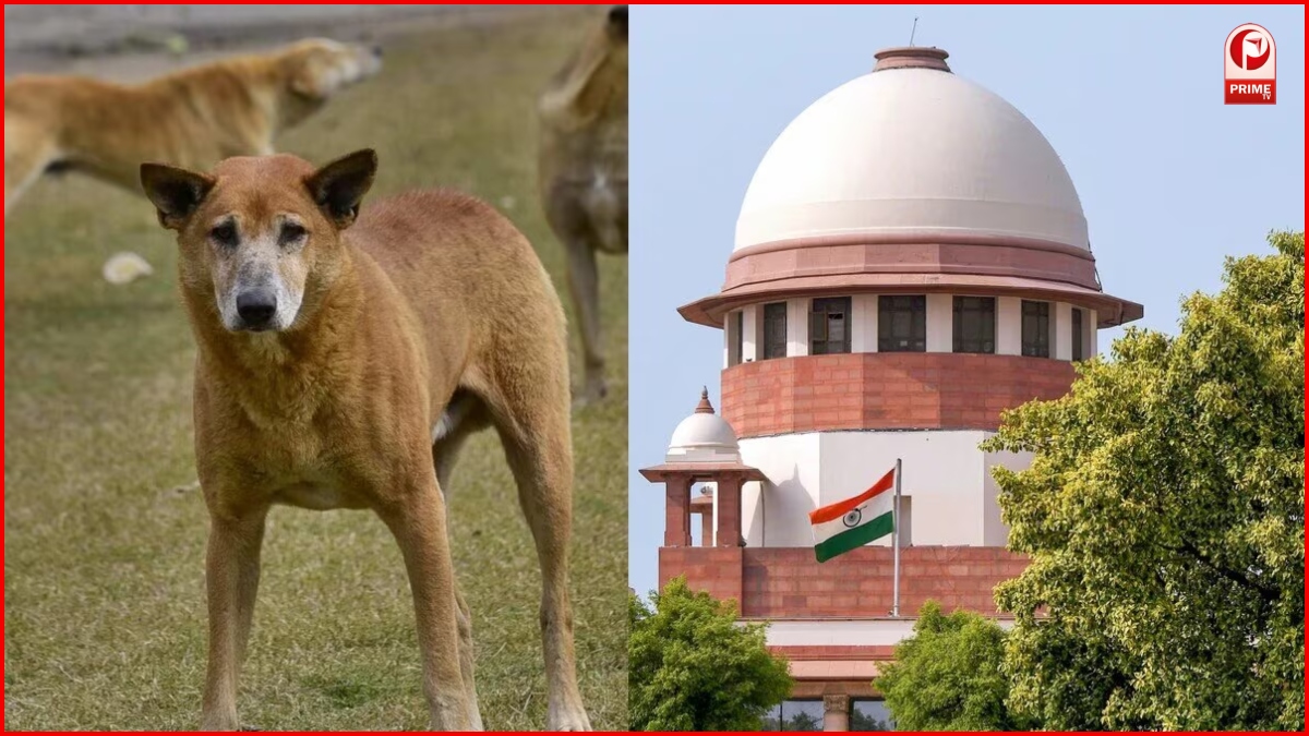 Supreme Court Stray Dogs