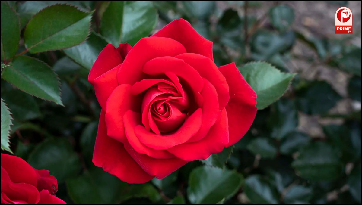 गर्लफ्रेंड को Rose Day पर प्रपोज कर रहे हैं?