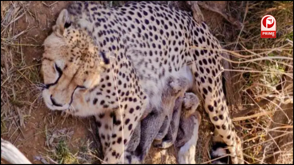 Project Cheetah