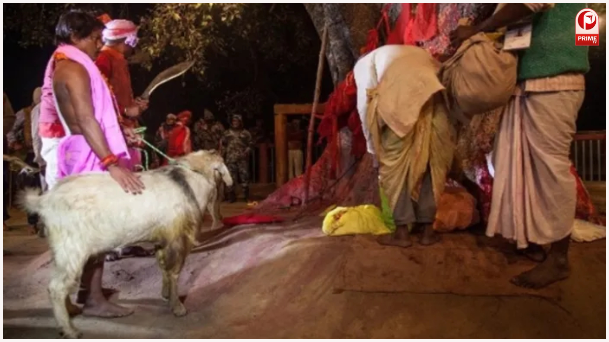 SC Animal Sacrifice