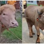 700 किलो की अनोखी भैंस का वीडियो वायरल