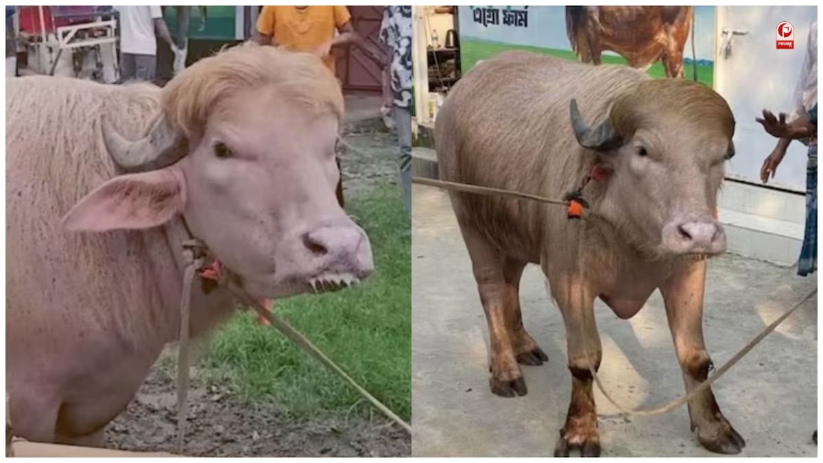700 किलो की अनोखी भैंस का वीडियो वायरल