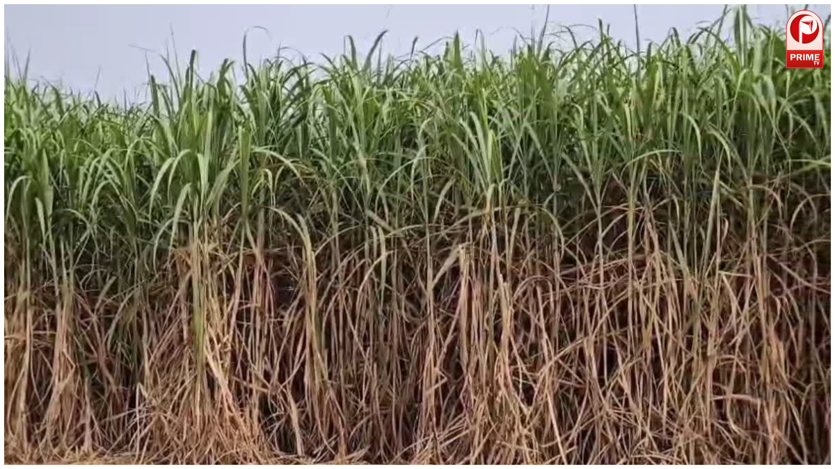 गन्ना किसानों को बड़ा फायदा