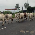 Haryana News
