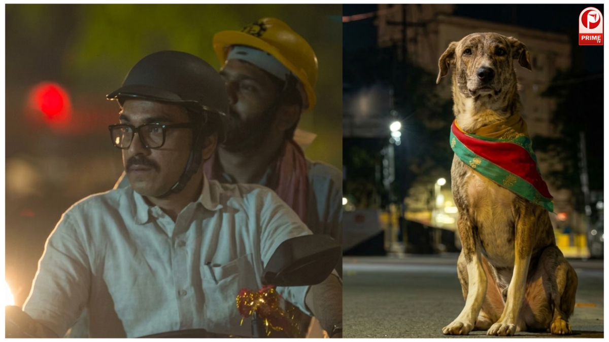 ओह माय डॉग’ समेत DC और ‘धमाल 4’ का हाल जानें