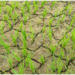 Kharif Sowing 2026