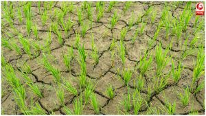 Kharif Sowing 2026