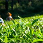 Nilgiris Tea Crisis