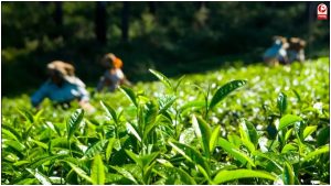 Nilgiris Tea Crisis