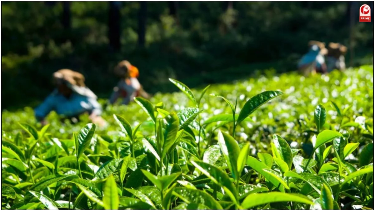 Nilgiris Tea Crisis