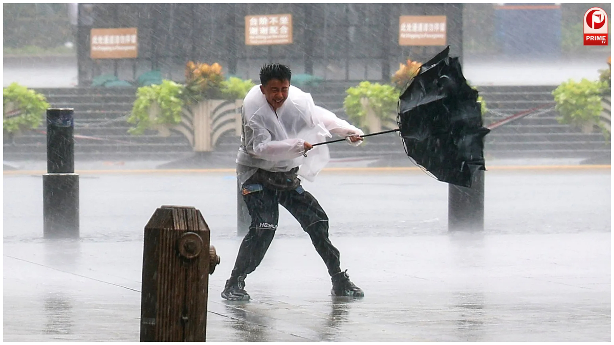 Typhoon Dolphin