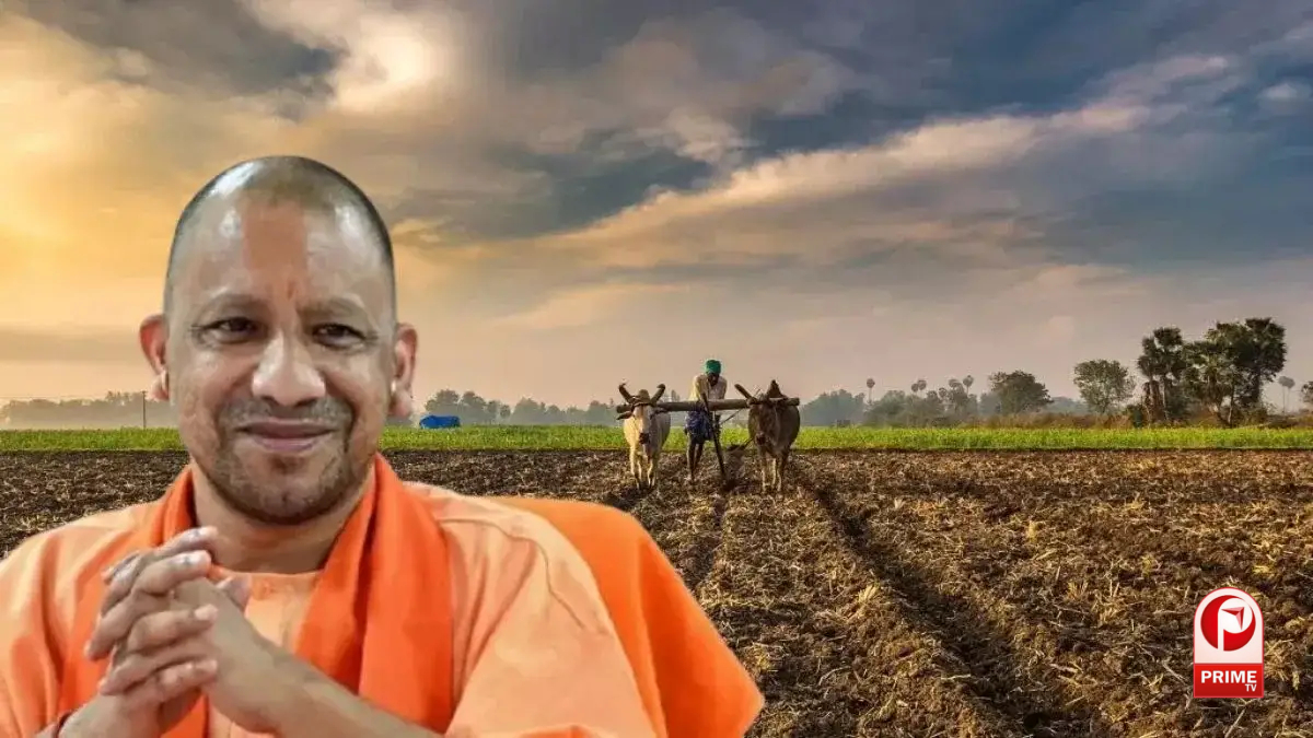 Yogi Cabinet