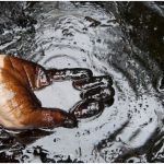 Crude Oil Price