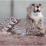 Cheetah KNG22 Death