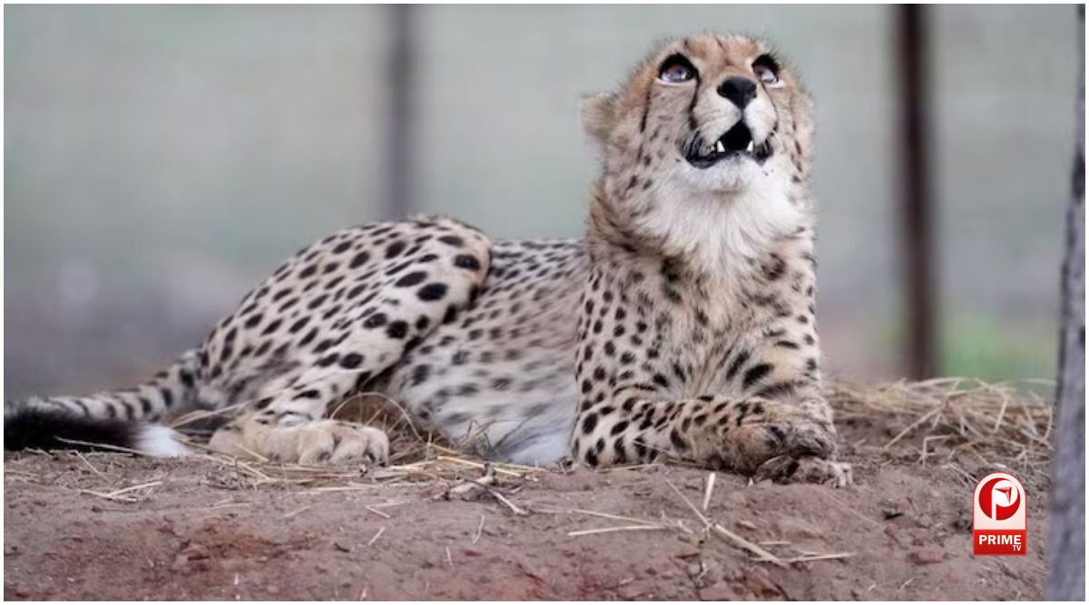 Cheetah KNG22 Death