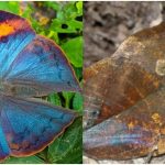 Chhattisgarh State Butterfly