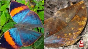 Chhattisgarh State Butterfly