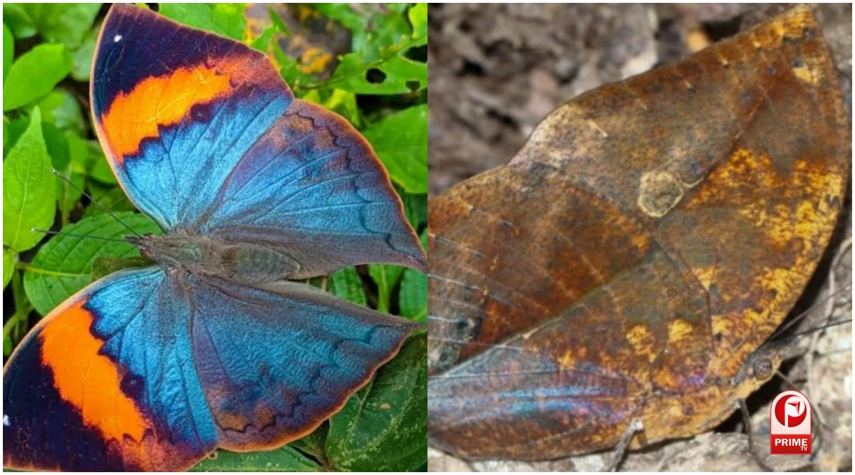 Chhattisgarh State Butterfly