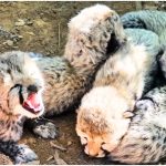 Kuno Cheetah Cubs
