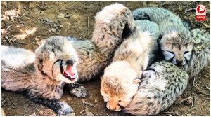 Kuno Cheetah Cubs