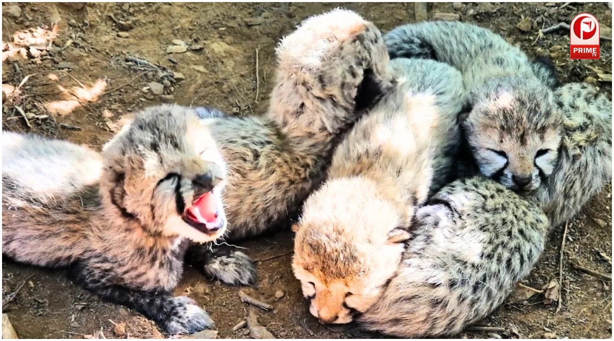 Kuno Cheetah Cubs